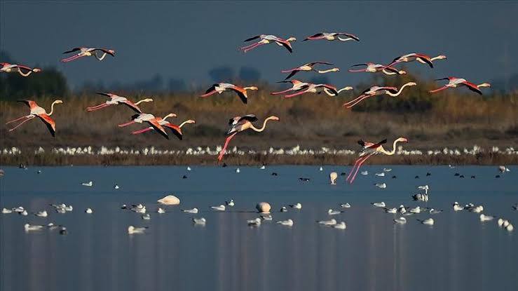 Migrating wings: Iraq’s marshes, a vital stop on a global journey for survival