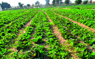 الزراعة تحدد المدة اللازمة لإعداد خطة استراتيجية شاملة