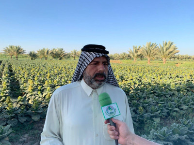 كربلاء تنفرد بزراعة (التنباك) احد المحاصيل الزراعية النادرة في العراق