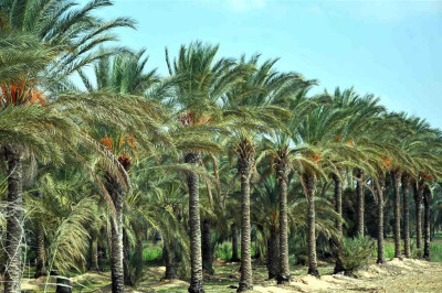 الزراعة: اهتمام الوزارة في قطاع النخيل من اجل دعم اقتصاد البلاد
