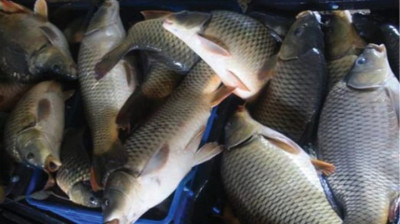 زراعة كربلاء تحذر من فايروس يصيب الثروة السمكية خلال هذه الفترة