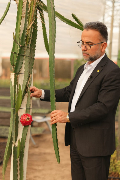 Iraq reaps its first harvest of dragon fruit