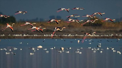 Migrating wings: Iraq’s marshes, a vital stop on a global journey for survival