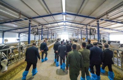 Imam Ali Holy Shrine launches strategic Dutch dairy farm project