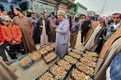 العراق يُصدّر الكمأ للكويت وأسعارها تلتهب بالأسواق المحلية