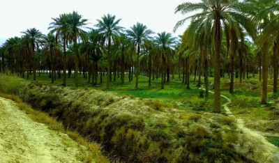 الزراعة تنشأ غابات اصطناعية لاستثمارها بالقطاع الخاص