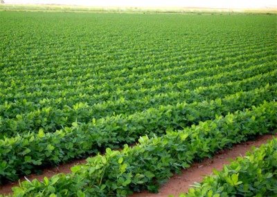 Iraqi Ministry of Agriculture achieves self-sufficiency in key crops
