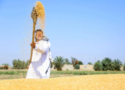 توقعات بتسويق 4 ملايين طن حنطة هذا العام