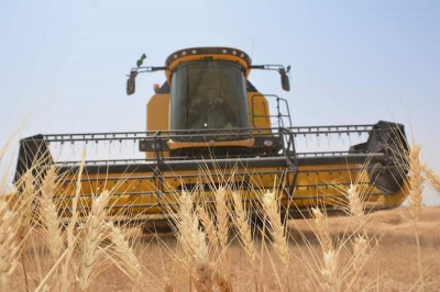 التجارة: تشغيل 78 موقعاً لتسلم الحنطة وتحذير من التلاعب بالمحصول