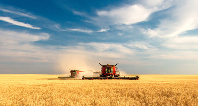 بسبب الأمطار التوقعات.. التجارة تتوقع ارتفاع سقف انتاج الحنطة.