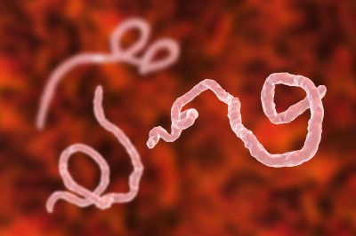 International health emergency declared after Ebola outbreak in Congo and Uganda