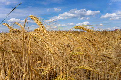 Iraq aspires to self-sufficiency with expected 5-million-ton wheat harvest